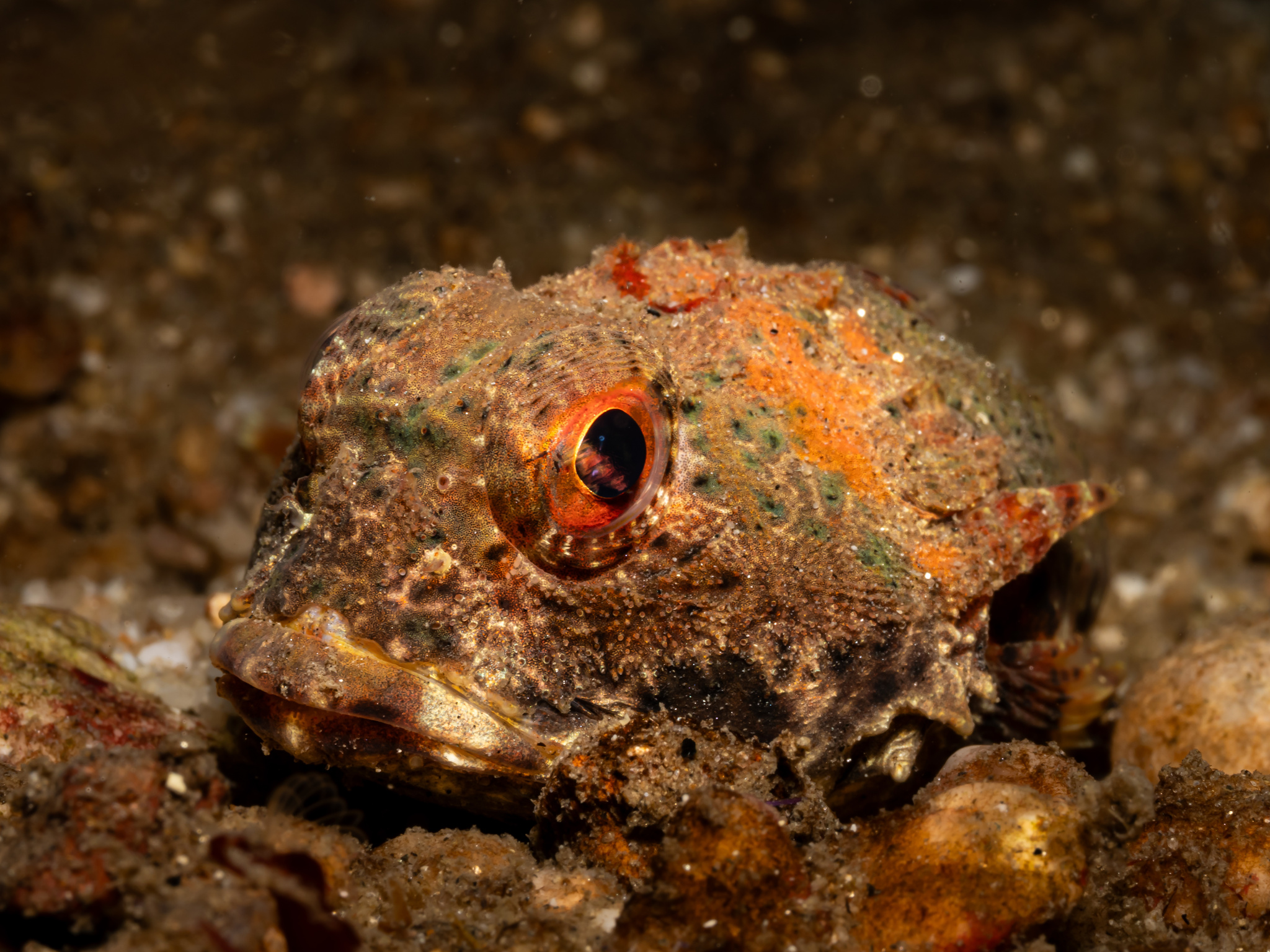 Enophrys taurina