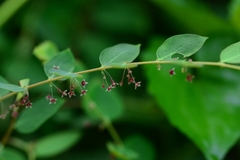Phyllanthus sikkimensis