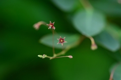 Phyllanthus sikkimensis