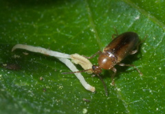 Allopoda lutea