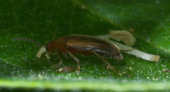 Allopoda lutea
