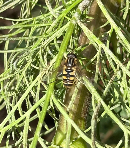 Unknown species found near Willow St, Inverness, IL, US