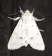 Acronicta vulpina