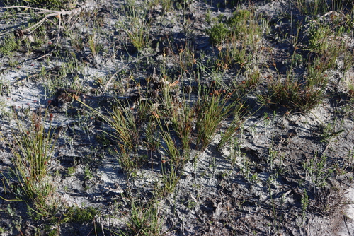 Pale Sedge (Ficinia pallens)