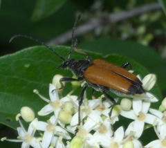 Trigonarthris atrata
