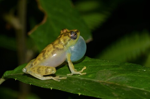 Variable Montane Reed Frog