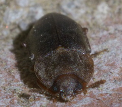 Epuraea rufa