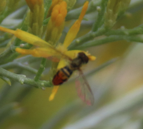 Unknown species found near Netherwood Park, Albuquerque, NM, USA