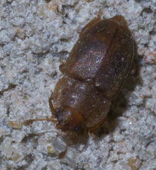 Epuraea rufa