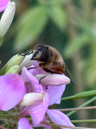 Unknown species found near Arboretum Dr, Dubuque, IA, US