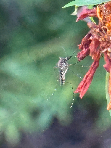Unknown species found near Arboretum Dr, Dubuque, IA, US