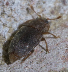 Epuraea rufa