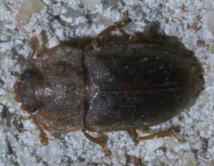 Epuraea rufa