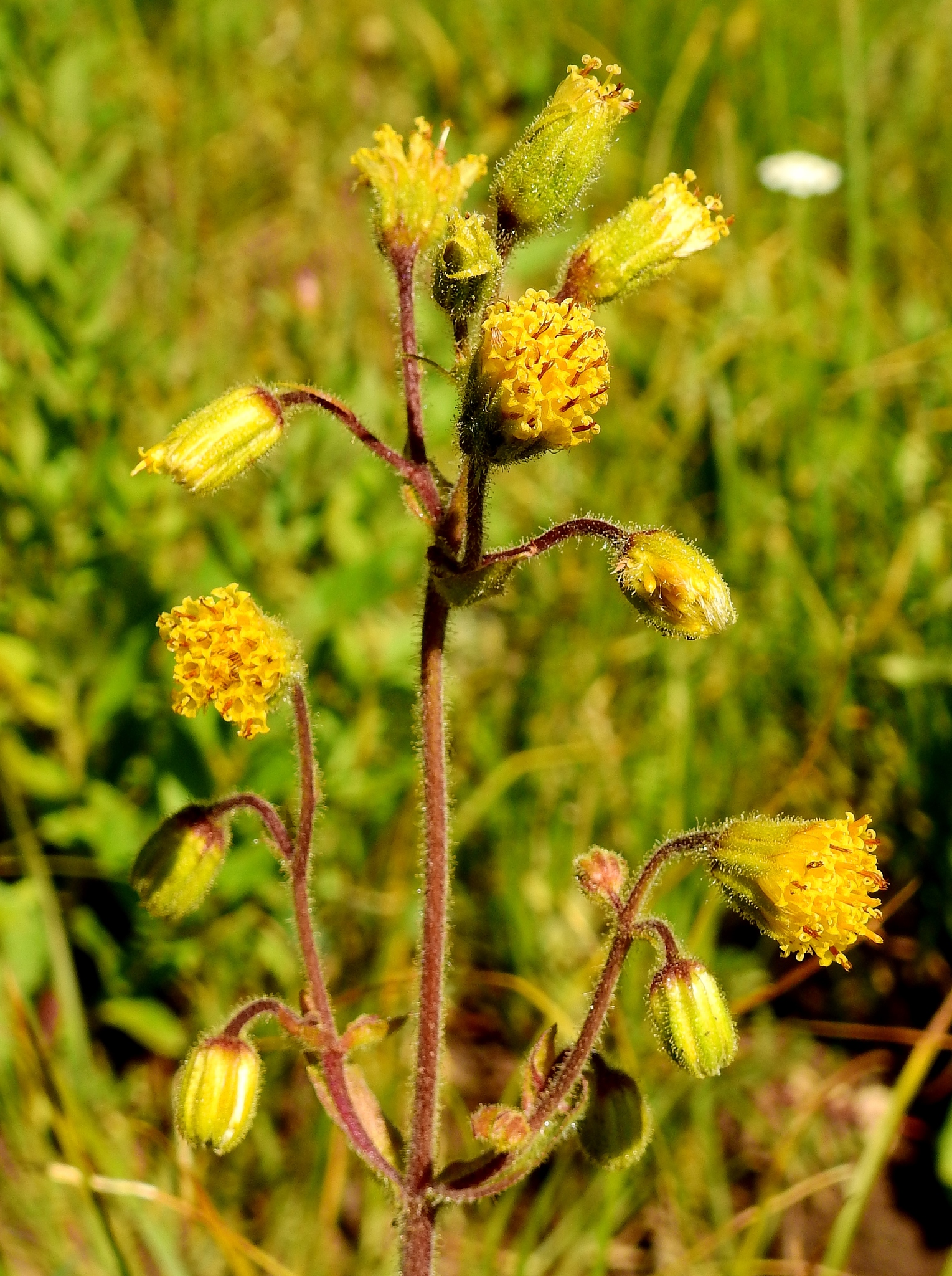 Arnica parryi