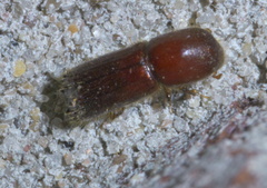 Xyleborus celsus