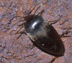 Eucinetus morio