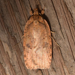 Agonopterix thelmae