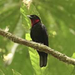 Querula purpurata image