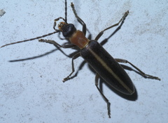 Oxycopis mimetica