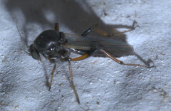Palpomyia