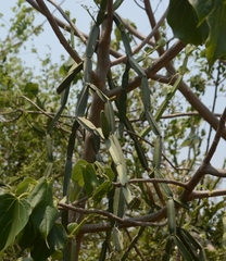 Cissus quadrangularis