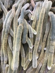 Cleistocactus