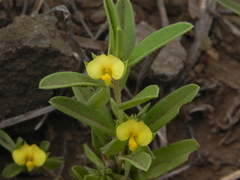 Polygala arvensis
