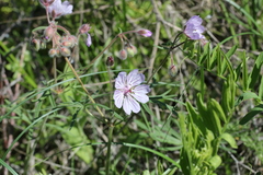 Geranium linearilobum