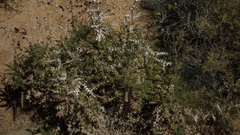 Berkheya onobromoides carlinoides