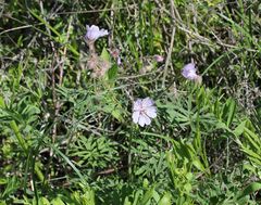 Geranium linearilobum
