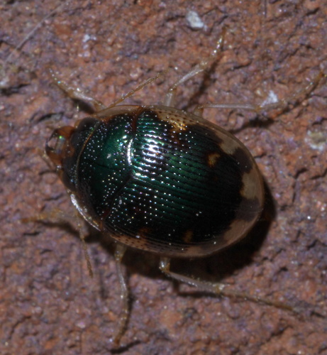 Shiny Round Sand Beetle photo 5