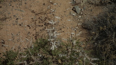 Berkheya onobromoides carlinoides