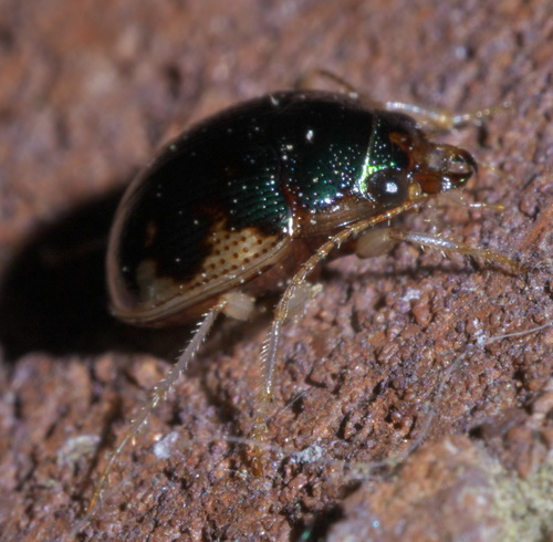 Shiny Round Sand Beetle photo 4