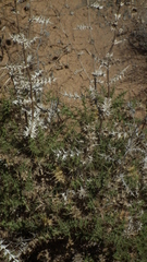 Berkheya onobromoides carlinoides