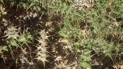 Berkheya onobromoides carlinoides