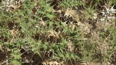 Berkheya onobromoides carlinoides