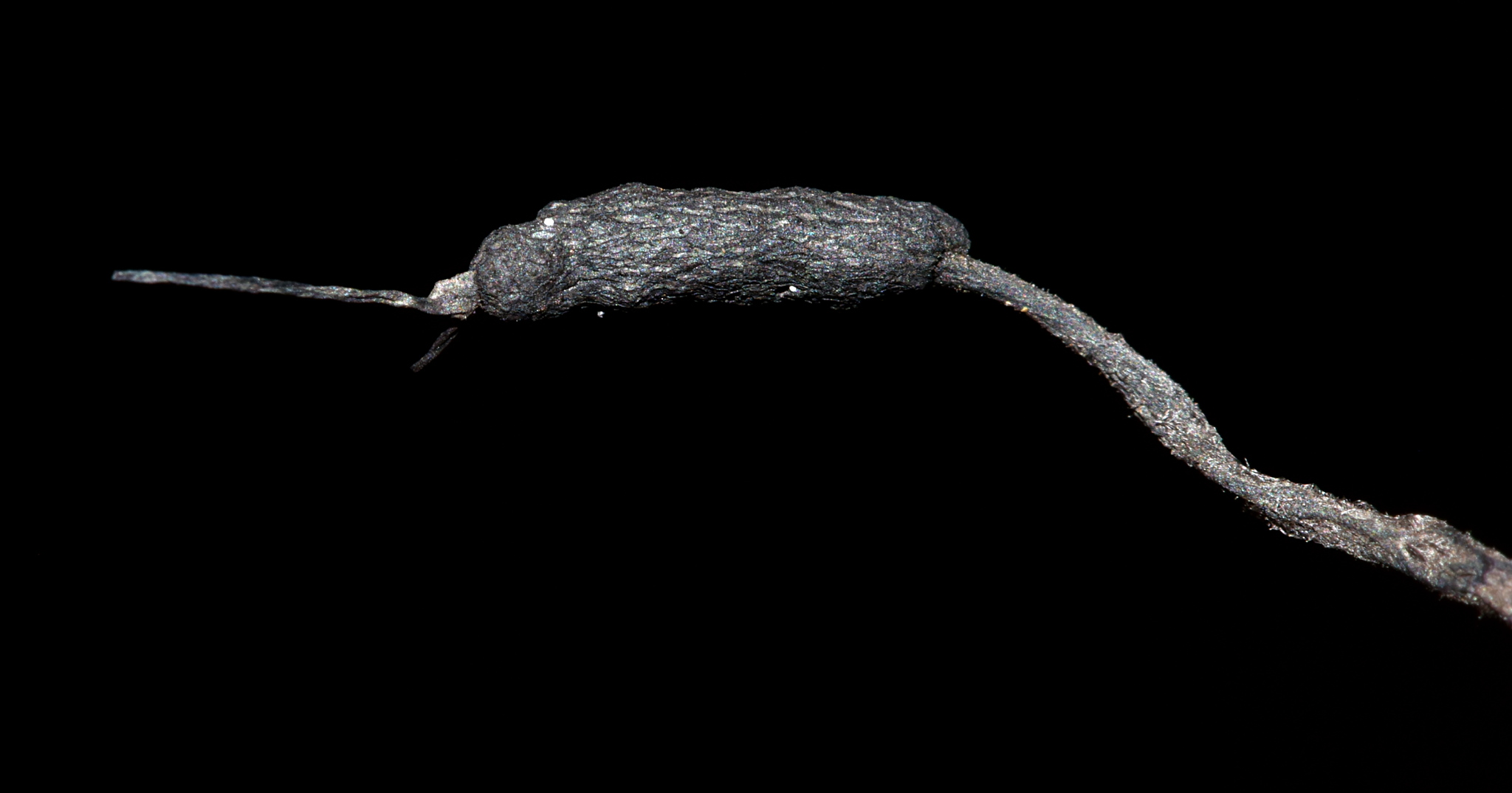 Xylaria apiculata image