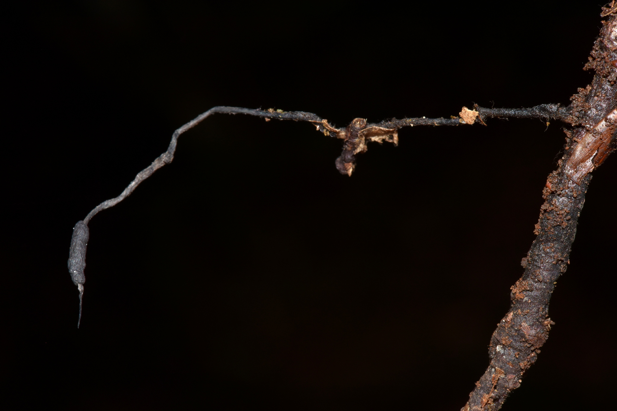 Xylaria apiculata image
