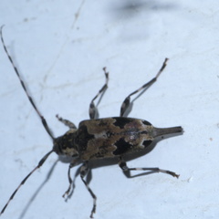 Graphisurus triangulifer