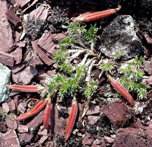 Blackish Locoweed (Oxytropis nigrescens)