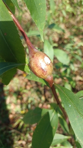 Unknown species found near Hamilton, WI, USA