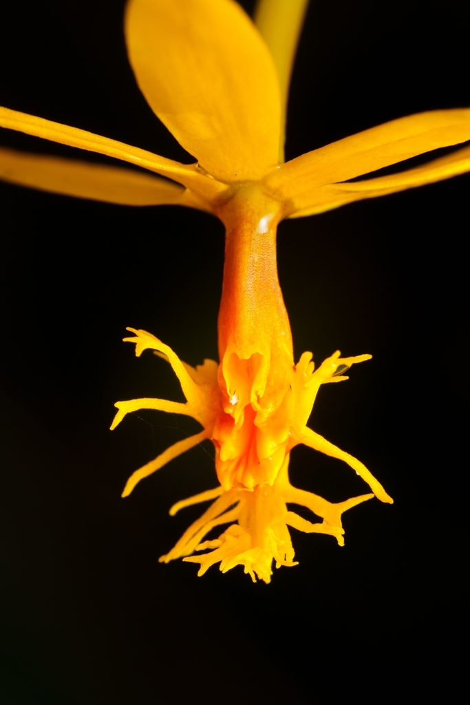 Epidendrum auro-usecheae Hágsater et al. 3