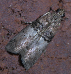 Tlascala reductella