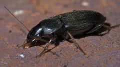 Amphasia sericea