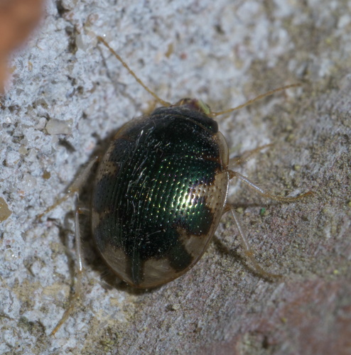 Shiny Round Sand Beetle photo 2