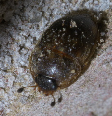 Amphicrossus ciliatus