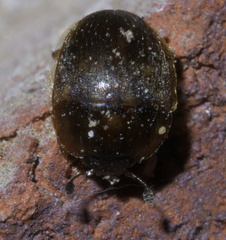 Amphicrossus ciliatus
