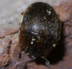 Amphicrossus ciliatus