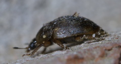 Amphicrossus ciliatus