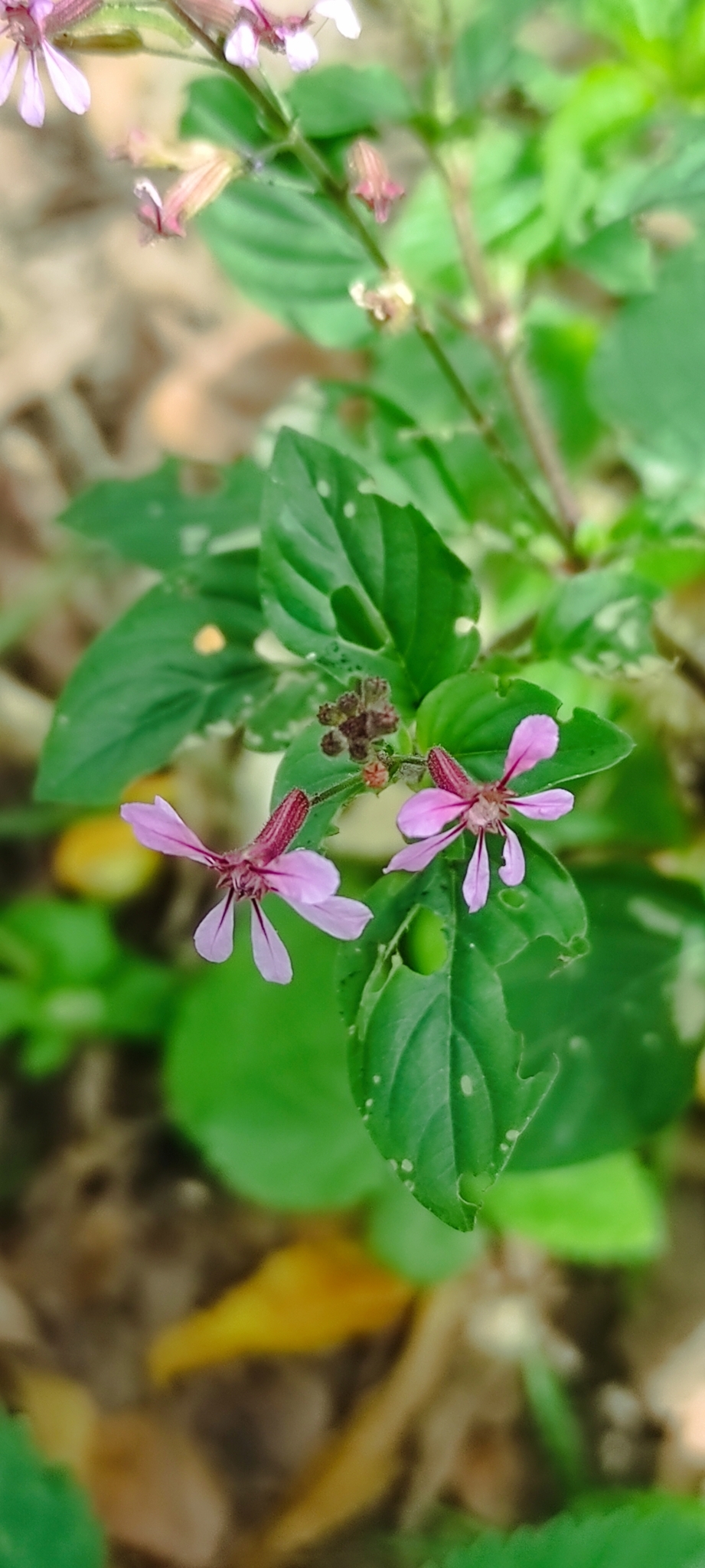 Cuphea racemosa